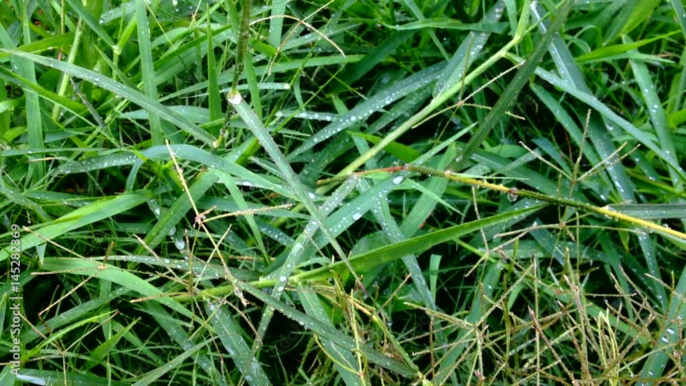 green grass with dew for background with moring light green grass with dew for background with moring light