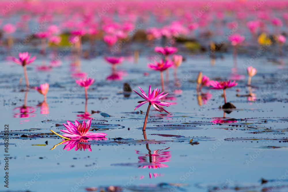 Obraz premium Red Lotus Lake Udon Thani