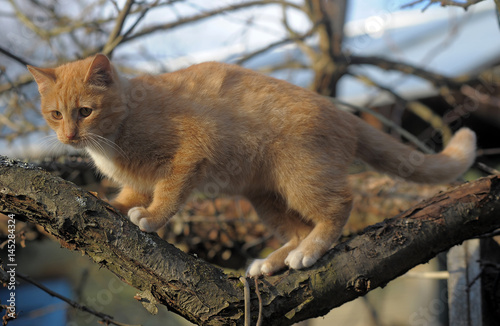Red cat on a tree photo
