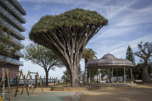 Old tree of variety Dracaena Draco in Genoves Park in Cadiz, Andalusia, Spain photo