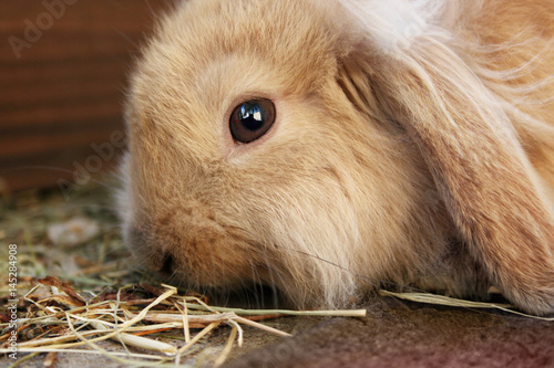 little rabbit eating grass
