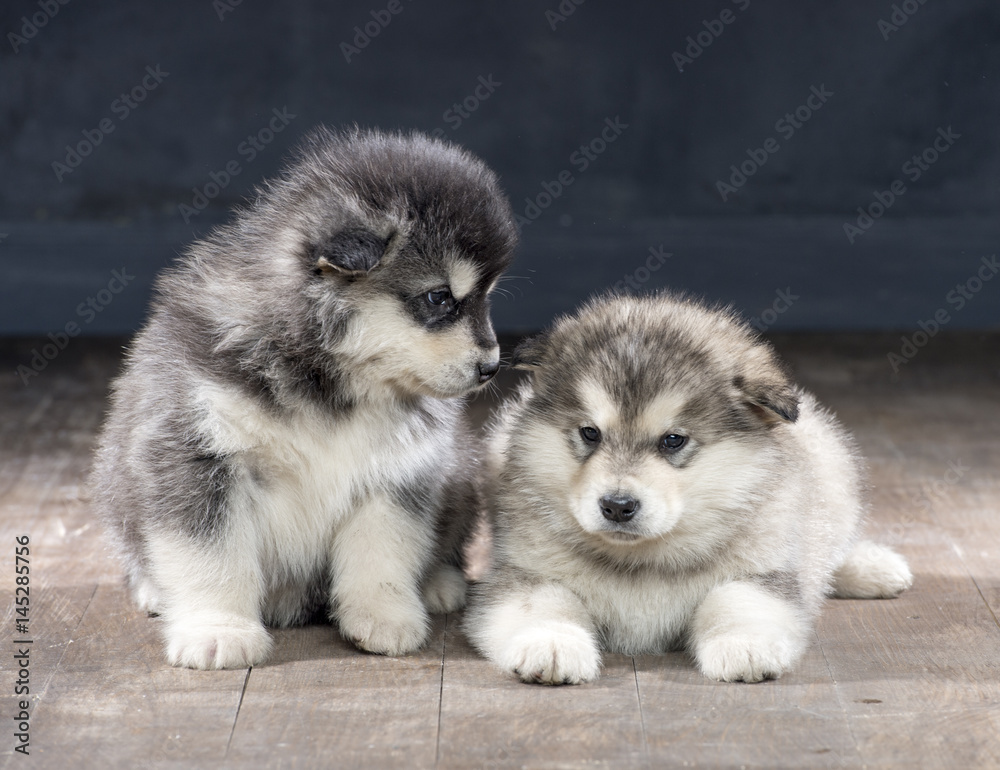 2 wonderful puppies of Alaskan Malamute