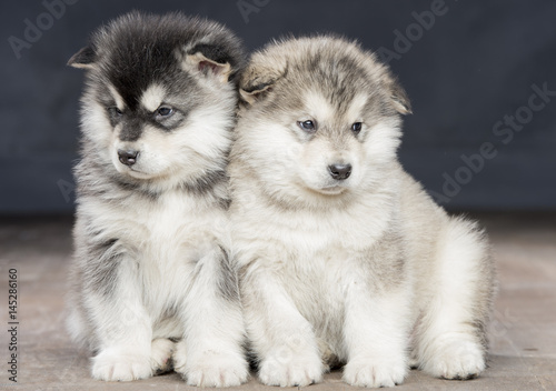 2 wonderful puppies of Alaskan Malamute