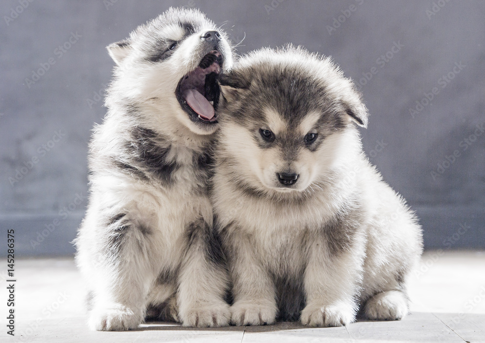 2 wonderful puppies of Alaskan Malamute 2 wonderful puppies of Alaskan Malamute