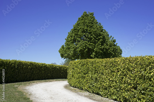Allée entretenue