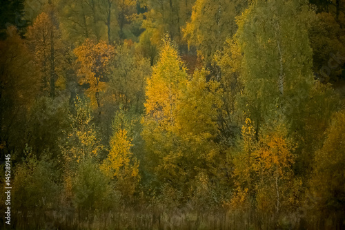 Crowns of trees on a big mountain