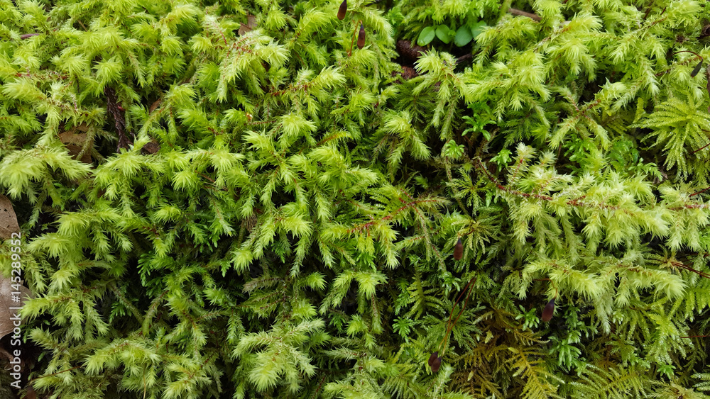 Spring Greenery. Leafy tree moss with dew drops.