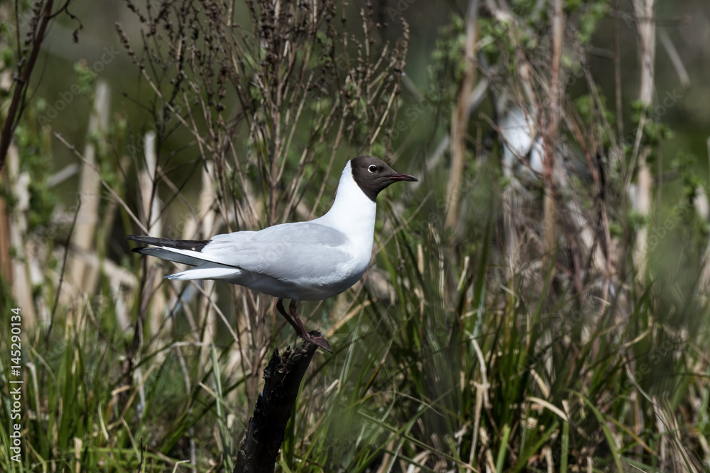 Black-headed (Larus ridibundus) Black-headed (Larus ridibundus)