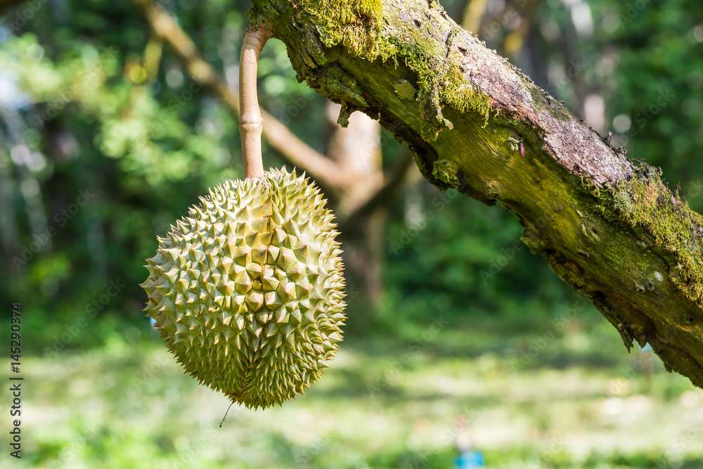 Fresh durian on its tree branch Fresh durian on its tree branch