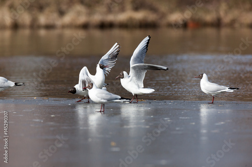 Принти на полотні Black-headed (Larus ridibundus)