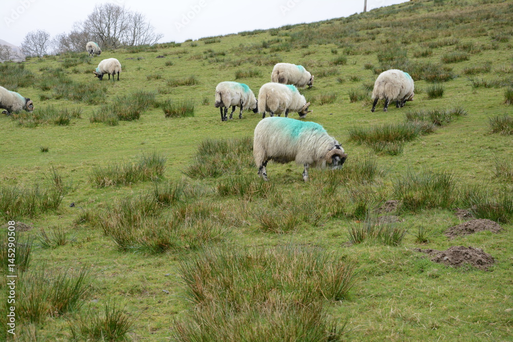Fototapeta premium Sheeps in the Scottish highlands