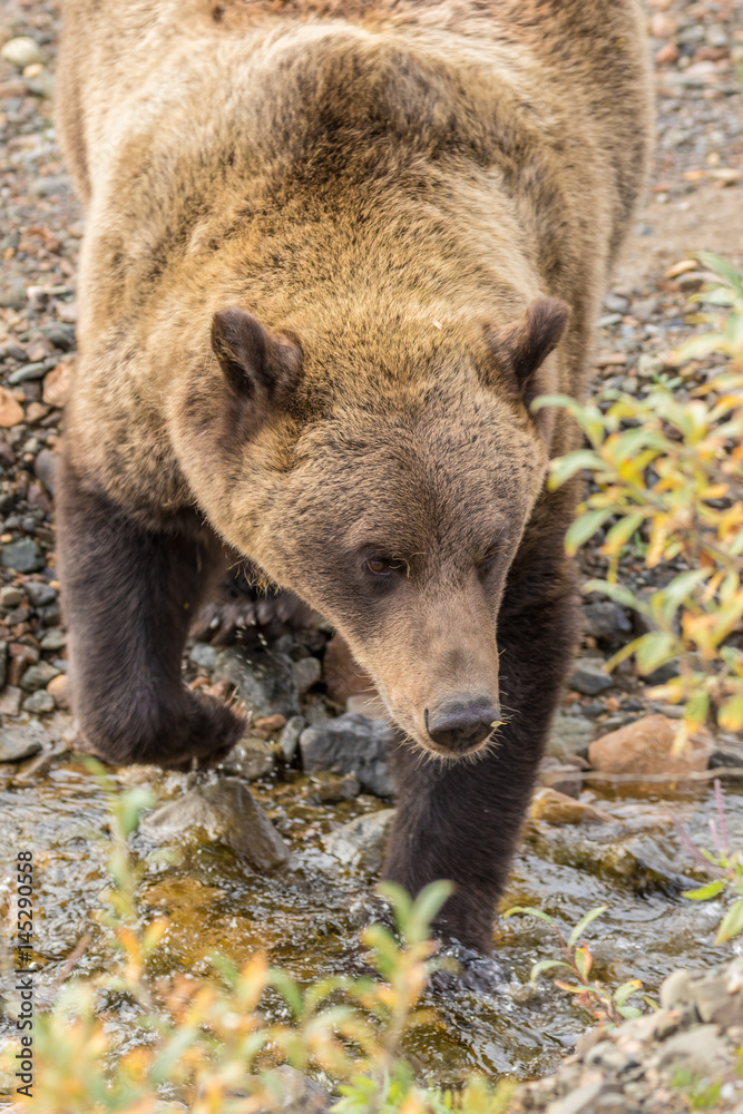 Grizzly Bear in Alaska Grizzly Bear in Alaska