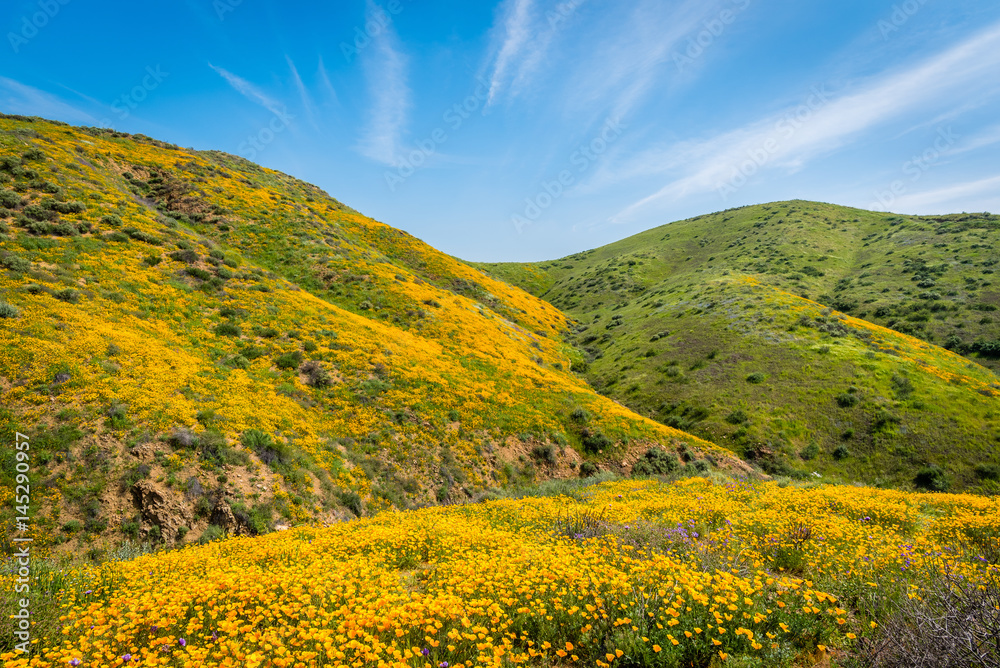 California poppies and wildflowers in the hills during the spring super-bloom.