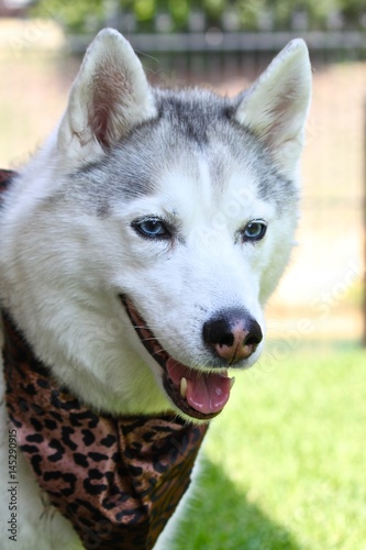 Silver Siberian Husky Smiling