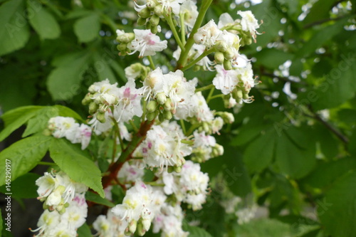 detail of a chestnut tree in blossom