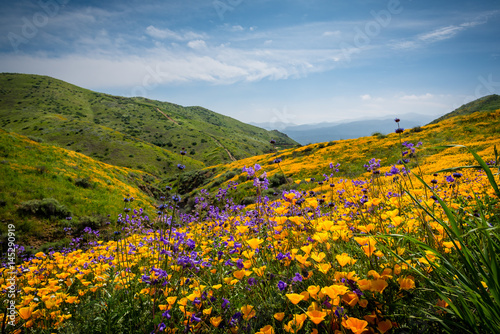 California poppies and wildflowers in the hills during the spring super-bloom. © Mary Lynn Strand