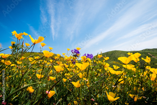 Fotografie, Obraz California poppies and wildflowers in the hills during the spring super-bloom