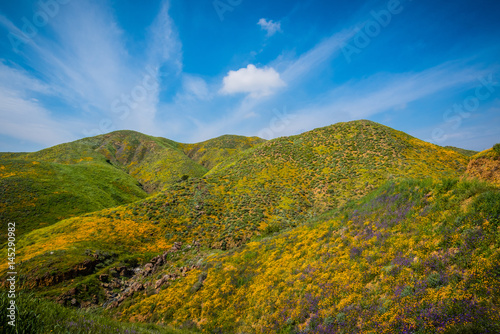 California poppies and wildflowers in the hills during the spring super-bloom.