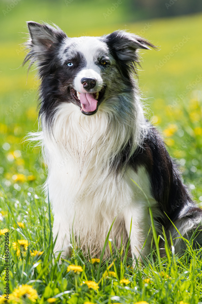 Border Collie in Löwenzahnwiese