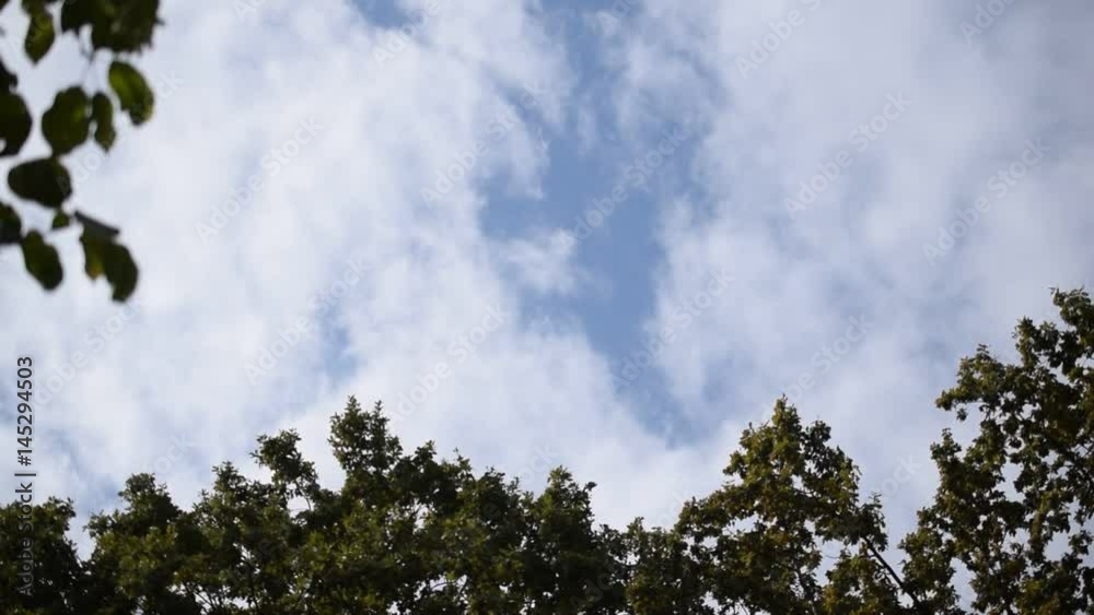 White cumulus clouds move slowly in real time on background of blue sky on over tops of trees in summer White cumulus clouds move slowly in real time on background of blue sky on over tops of trees in summer