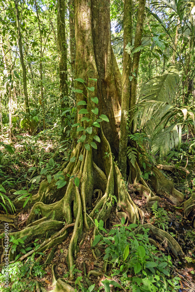 Butressed Roots in a Rain Forest Tree Butressed Roots in a Rain Forest Tree