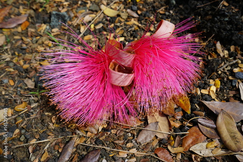 Pink flower of the tropical Shaving Brush Tree (Pseudobombax ellipticum) photo