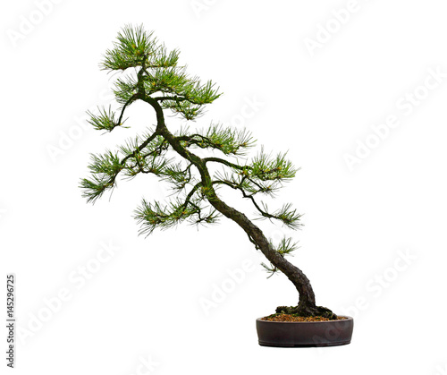 Pine Bonsai Tree