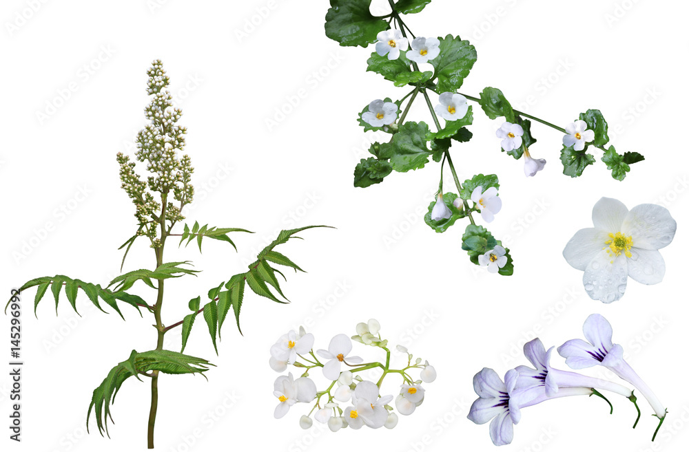 Fototapeta premium White Flower Set