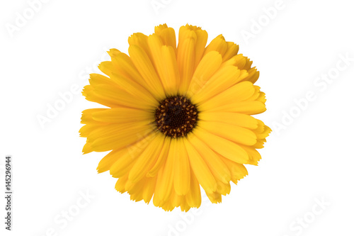 Yellow Flower or Black Eyed Susan on White Background