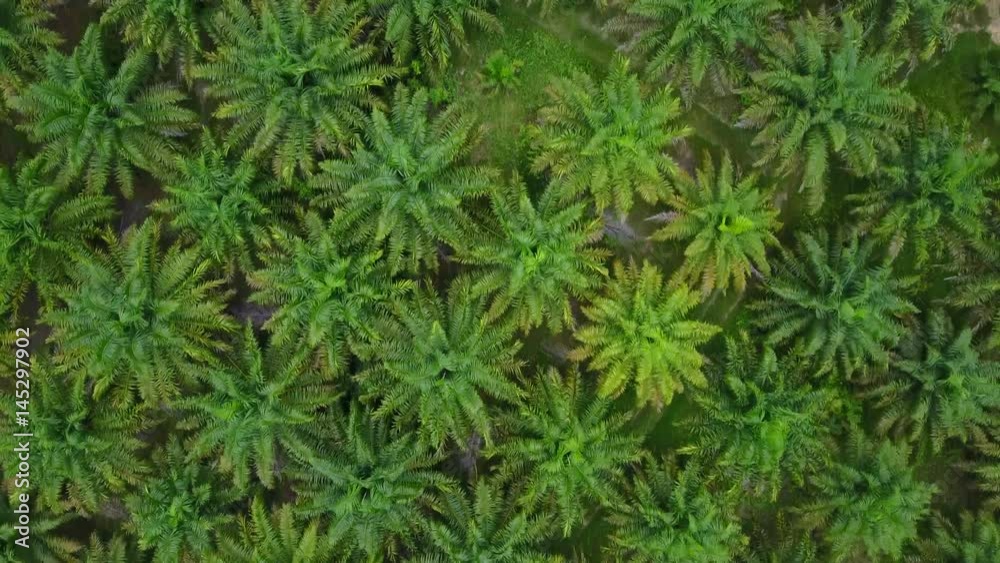 Oil Palm plantation from above. Aerial drone view of palm trees Oil Palm plantation from above. Aerial drone view of palm trees