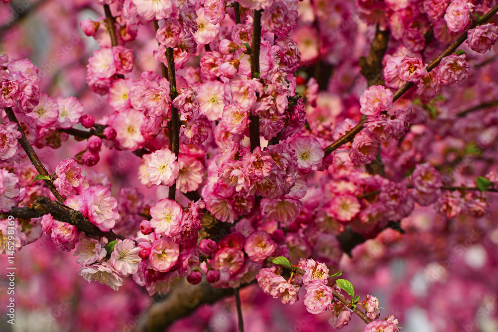 In full bloom in the peach blossom In full bloom in the peach blossom