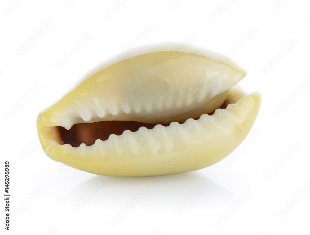 sea shell isolated on white background