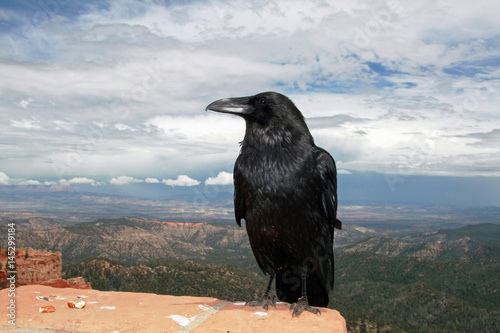 Black crow with blue skyline