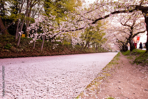 弘前城のはないかだ photo