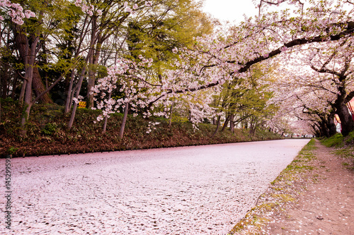 弘前城のはないかだ photo