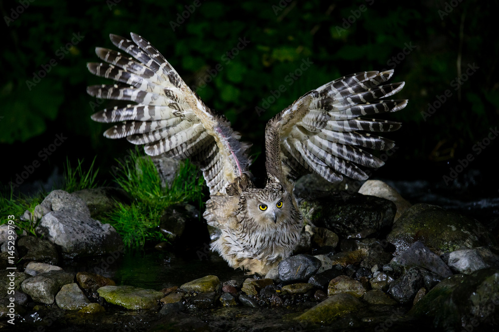 Fototapeta premium シマフクロウ