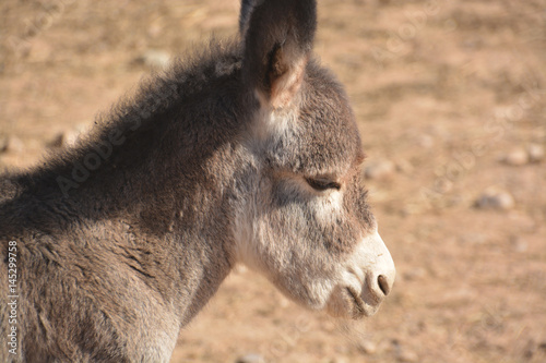 cría de burro  photo