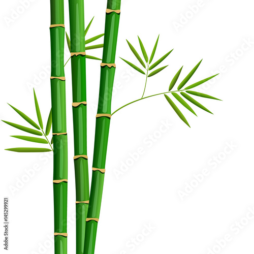Fresh bamboo tree and leaves isolated on white