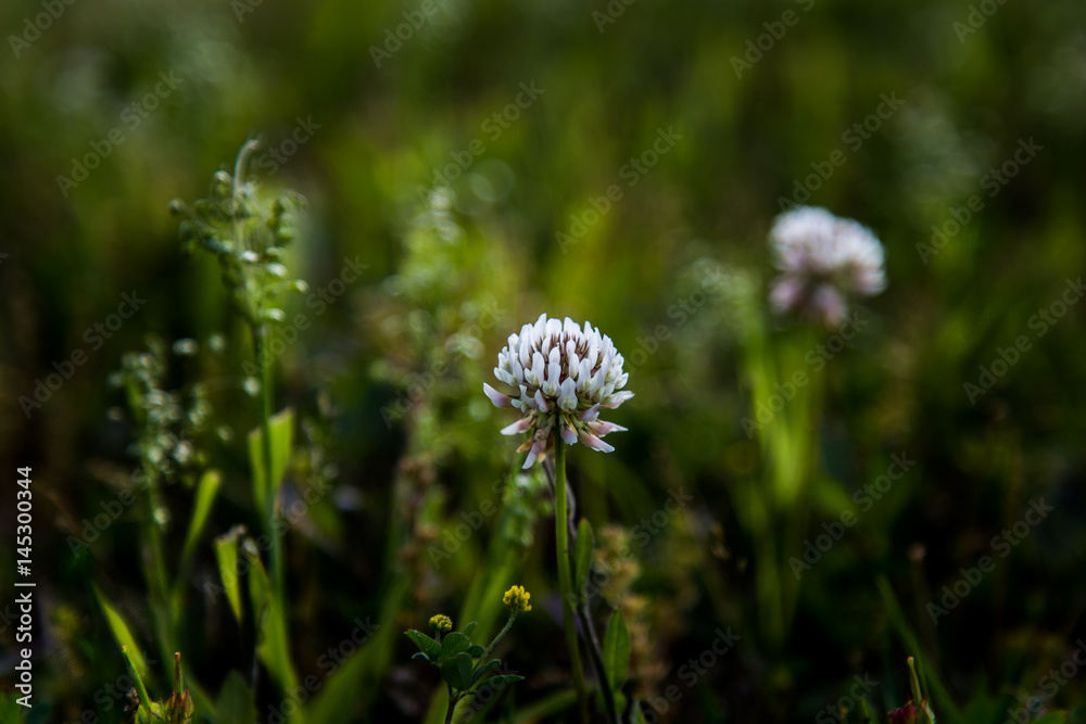 white clover in morning white clover in morning