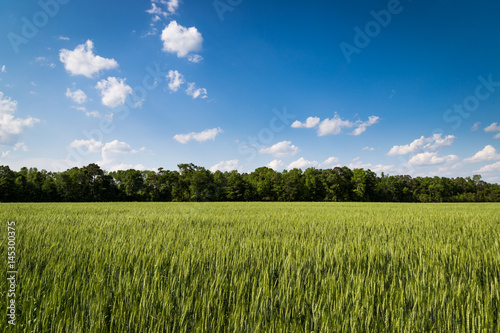 Clouds over wheat field with treeline