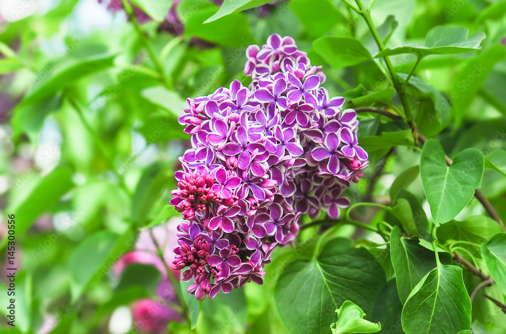 Blooming varietal selection two-tone lilac (Syrínga). The Sort Of Blooming varietal selection two-tone lilac (Syrínga). The Sort Of