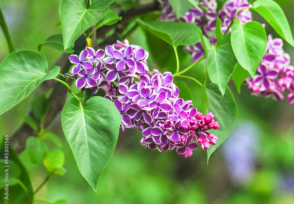 Blooming varietal selection two-tone lilac (Syrínga). The Sort Of Blooming varietal selection two-tone lilac (Syrínga). The Sort Of