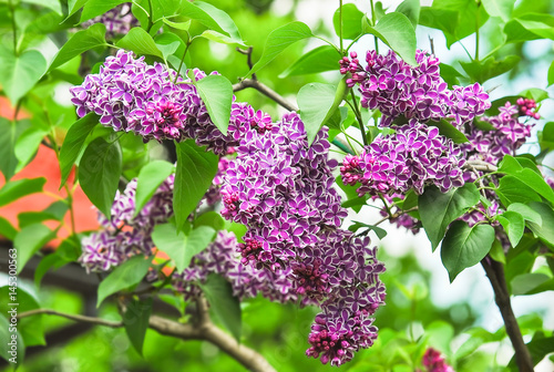 Photography Blooming varietal selection two-tone lilac (Syrínga)