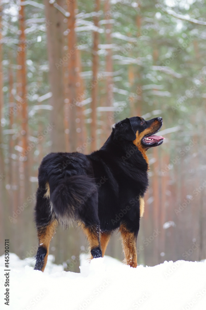 Buryat-Mongolian Wolfhound (Hotosho dog) staying on a snow in winter forest. Backside view Buryat-Mongolian Wolfhound (Hotosho dog) staying on a snow in winter forest. Backside view