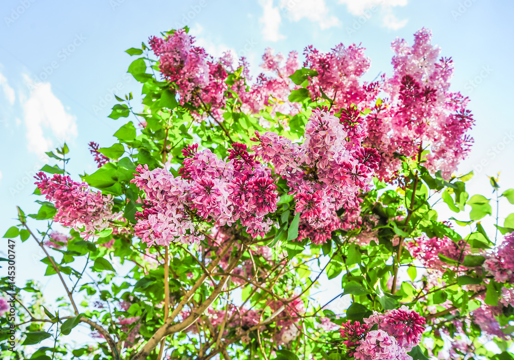 Blooming varietal selection lilac-purple lilac (Syrínga) on the background of blue sky. The Sort Of 