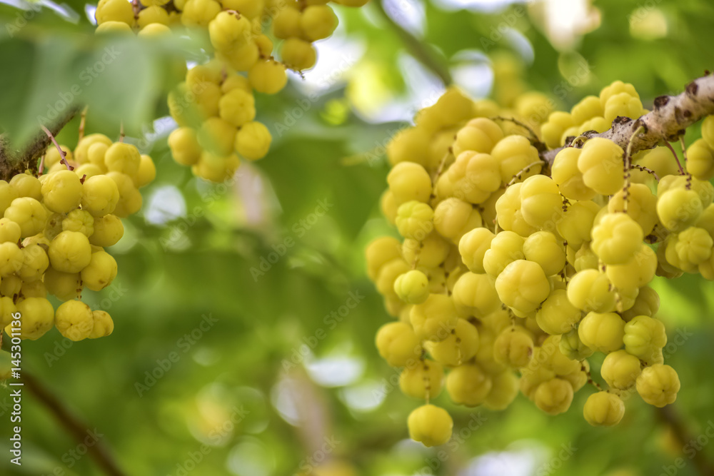 Star gooseberry fruit. Phyllanthus acidus, known as the Otaheite gooseberry , star , damsel, grosella , karamay. in Thailand Star gooseberry fruit. Phyllanthus acidus, known as the Otaheite gooseberry , star , damsel, grosella , karamay. in Thailand