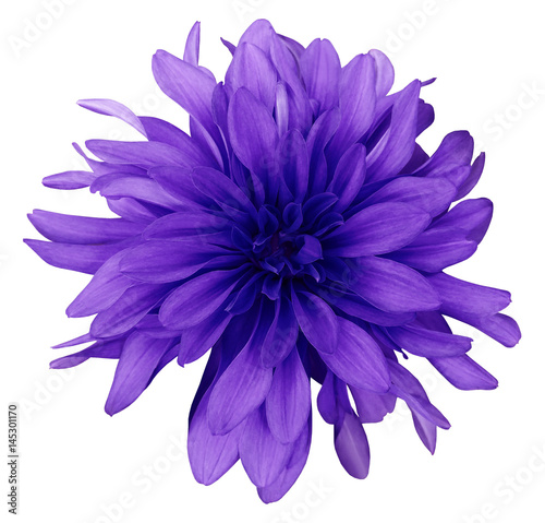 Dahlia blue-violet  flower white  background isolated  with clipping path. Closeup. with no shadows. Nature. © nadezhda F