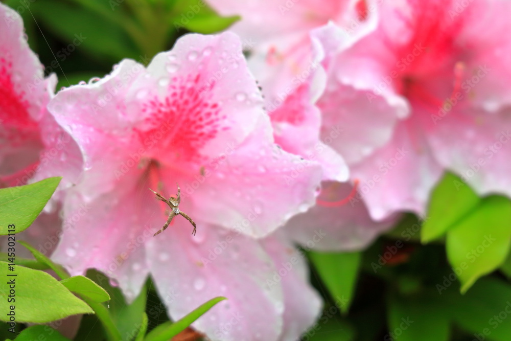 つつじの花とクモ