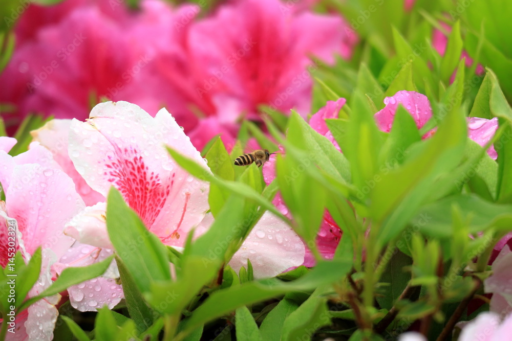 つつじの花とミツバチ
