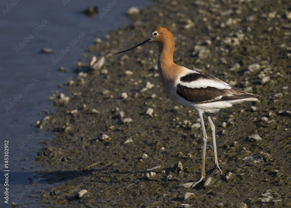 American avocet in the wild, seen in a North California marsh American avocet in the wild, seen in a North California marsh